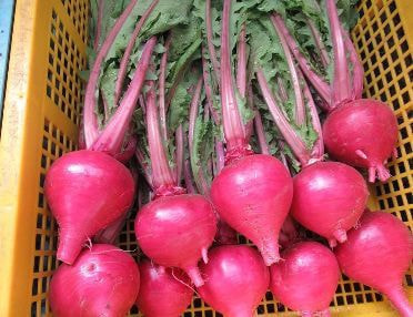 kousin-daikon